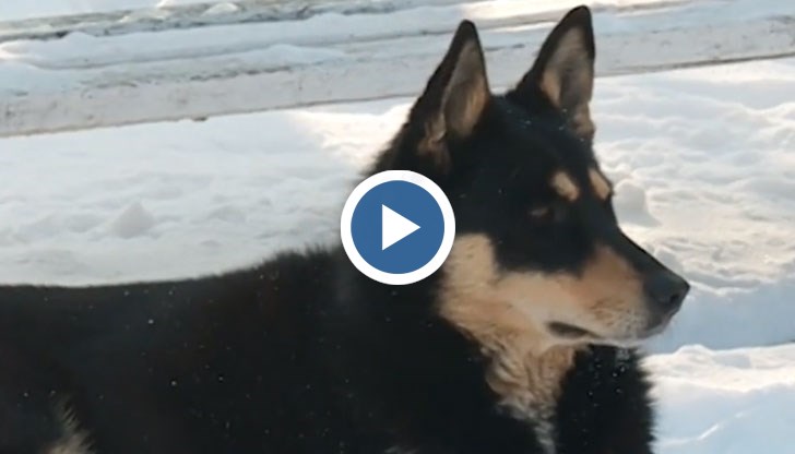 Всеки път, когато Сара види линейка започва да вие и мисли, че си идва нейната стопанка, която е починала преди 4-ри години