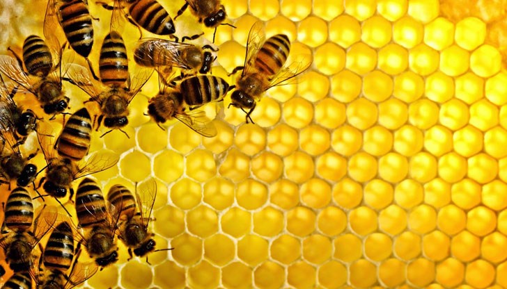 Доктор Пламен Енчев разкрива уникалните лечебни свойства на пчелните продукти и тайните на апитерапията
