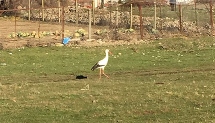 Прелетната птица явно се е подлъгала от топлото време и се е завърнала у нас