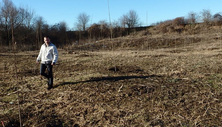 Преди две години в местността „Eлията“ край Ценово бяха засадени фиданки на 40 декара, които вече се превърнаха в млада гора