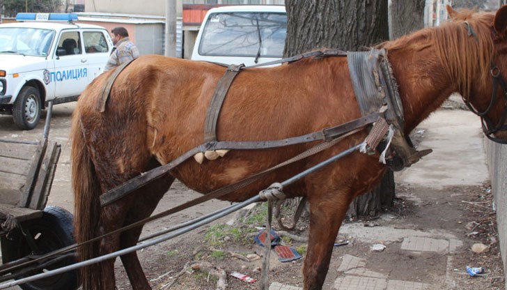 Служители на РУ – Ветово са установили няколко мъже да извозват с конски каруци дървесина от горския фонд, без да имат редовно писмено позволително за сеч, както и превозни билети Служители на РУ – Ветово са установили няколко мъже да извозват с конски каруци дървесина от горския фонд, без да имат редовно писмено позволително за сеч, както и превозни билети