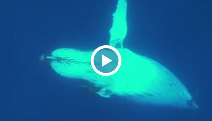 Гърбатият кит се опитва да я скрие под огромния си плавник