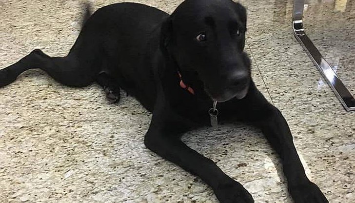 Стопаните предлагат възнаграждение на този, който открие Арчи