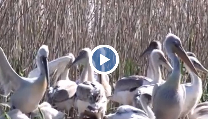 Тази година птиците подраниха