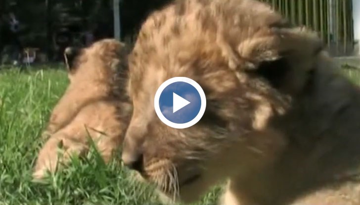 Какво се случи с лъвчетата, трогнали България?