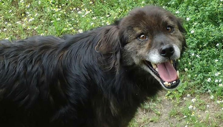 Зъбчо живее до пазарчето на „Олимпа“ в квартал „Здравец“,