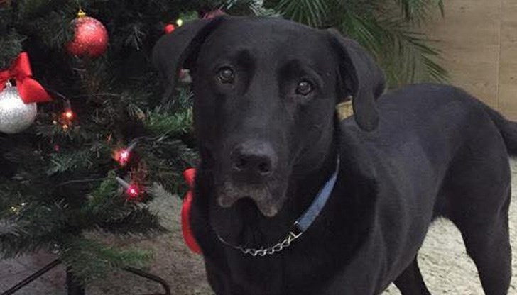 Кучето е 11-годишен черен лабрадор