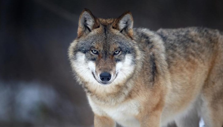 Суеверия за Трифонци Суеверия за Трифонци