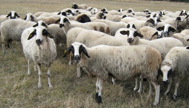 Упорит овчар изгуби съдебната битка с американските военни