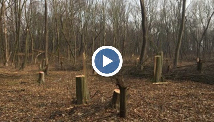 Горски служители установиха незаконна сеч в защитена местност