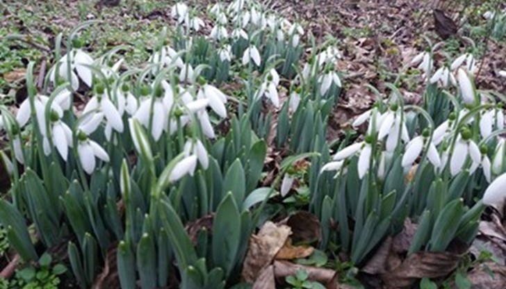 Ранните кокичета били предвестник на добра и плодородна година