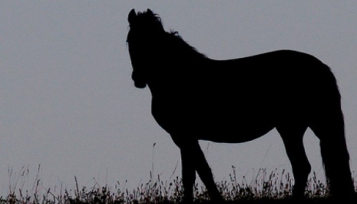 Тест показва коя част от мозъка ни е по-развита