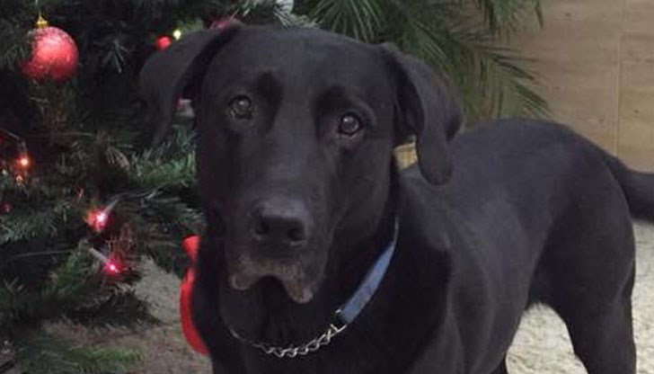 Обадете ми се, дори няма да питам защо, как и кога - само ми върнете кучето Обадете ми се, дори няма да питам защо, как и кога - само ми върнете кучето