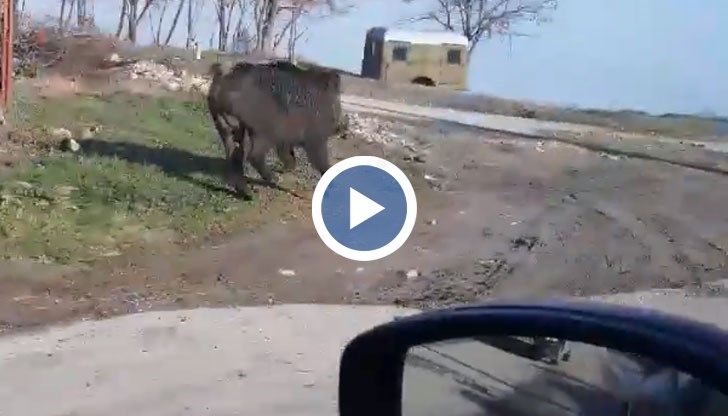 Свинската корида се разигра на Йордановден в крайдунавския град