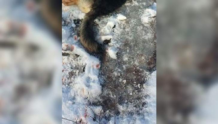 Ловджия е застрелял от упор двете кучета, като собственикът им е бил на 20 метра от тях