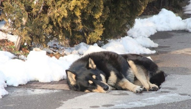Кучето чака стопанина си от 4 години на входа на Западния парк