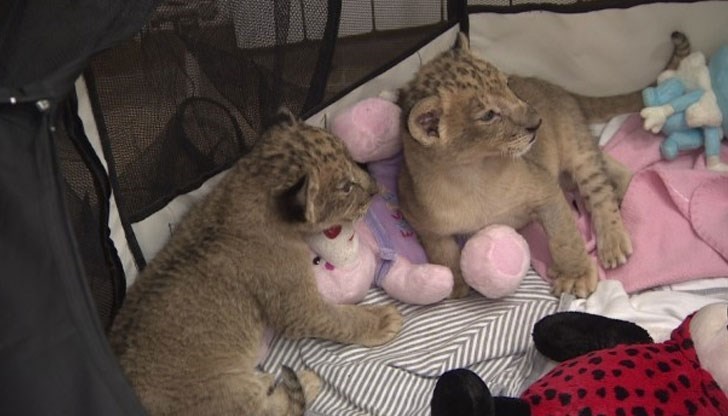 Лично Бойко Борисов обещал, че лъвчета ще заминат за Холандия възможно най-бързо