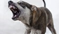 Агресивни кучета тормозят жители на село Красен