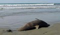 Мъртъв делфин изхвърли морето край Слънчев бряг