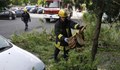 Дърво се стовари върху лек автомобил на булевард "България"