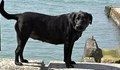Куче, изчезнало преди 10 години, се прибра при стопаните си