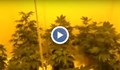 МВР пусна кадри от разкриването на оранжерия за марихуана