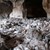 Извънредна проверка в пещери на гъбозавода в Красен