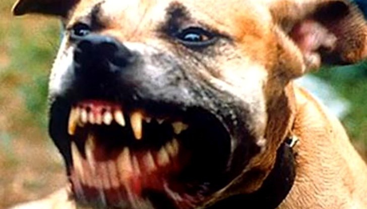 Веднага на място пристигнали екипи на полицията и на Бърза помощ