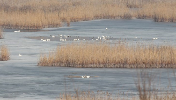 "Сребърна“ осигурява дом и благоприятни условия за размножаване на редки и защитени видове птици