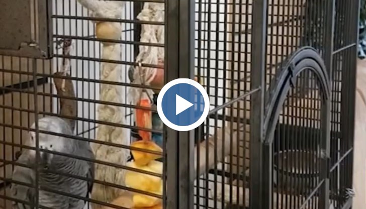 Домашният любимец демонстрира и други знания