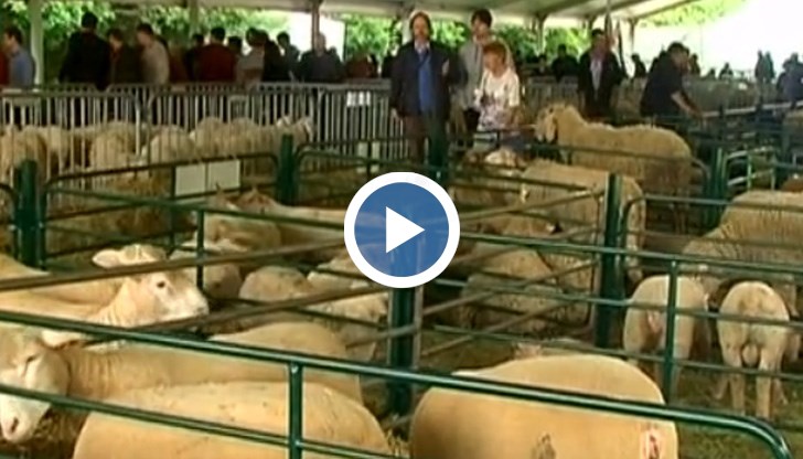 Животновъдите обещават заплата 700 лева