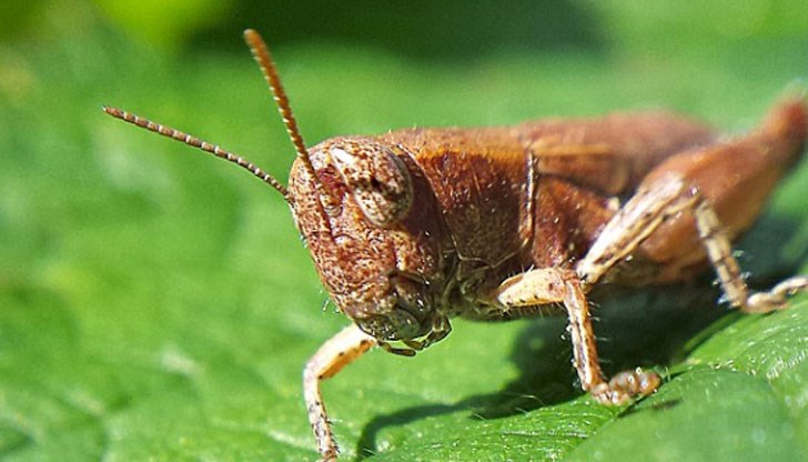 Страната не е подготвена за борбата с нашественика