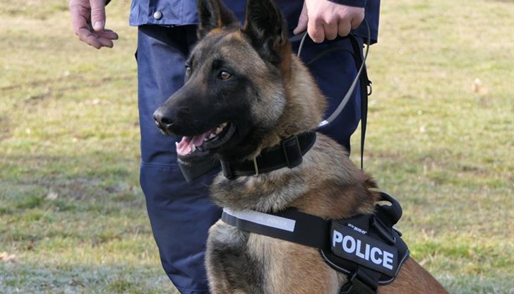 Сектор Зоополиция вече разполага с нови кучета Сектор Зоополиция вече разполага с нови кучета