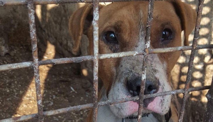 Помогнете животното да бъде спасено от смърт Помогнете животното да бъде спасено от смърт
