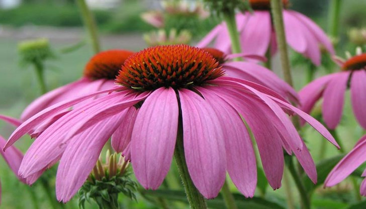 Билката укрепва организма, но не трябва да се пие повече от 2 месеца