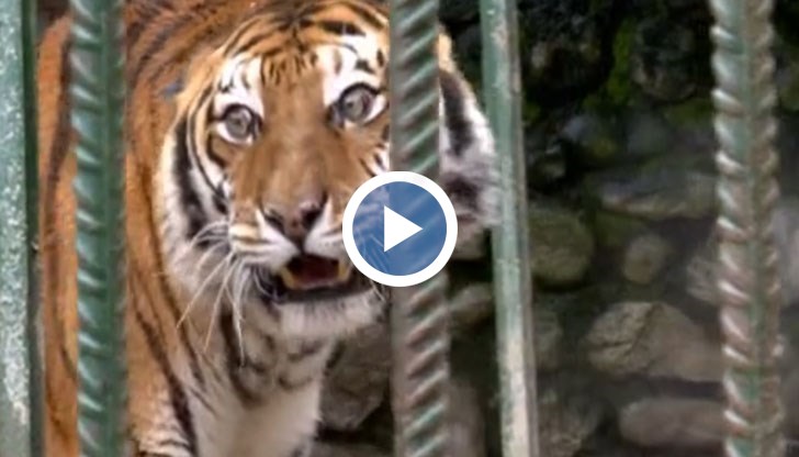 В какви условия се отглеждат животните?