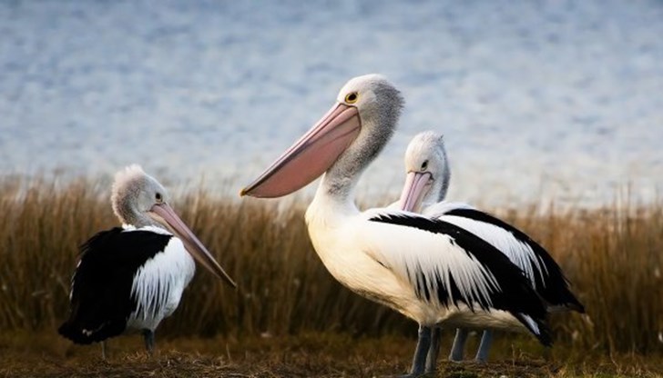 В колонията на къдроглавите пеликани птиците достигнаха до сто