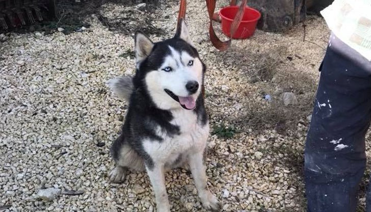 Кучето е намерено в близост до "Хаджигеновата чешма"