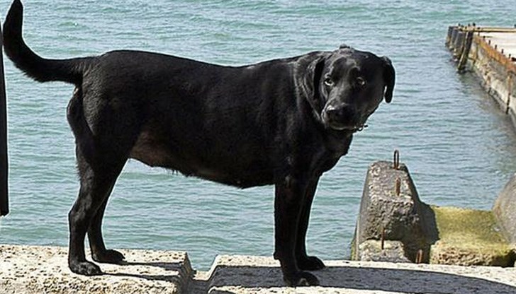 Лабрадорът все още помнел командите, научени преди 10 г.