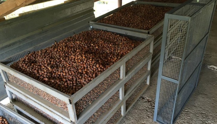 Литър лешниково масло струва 20 лева Литър лешниково масло струва 20 лева