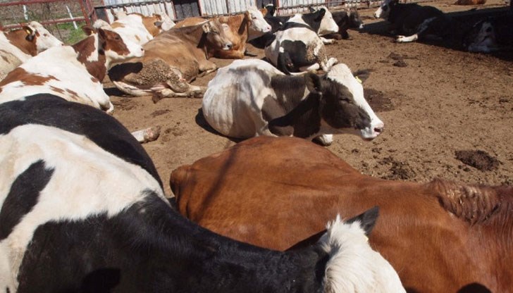 Болна крава е умряла, а във фермата има още 75 животни