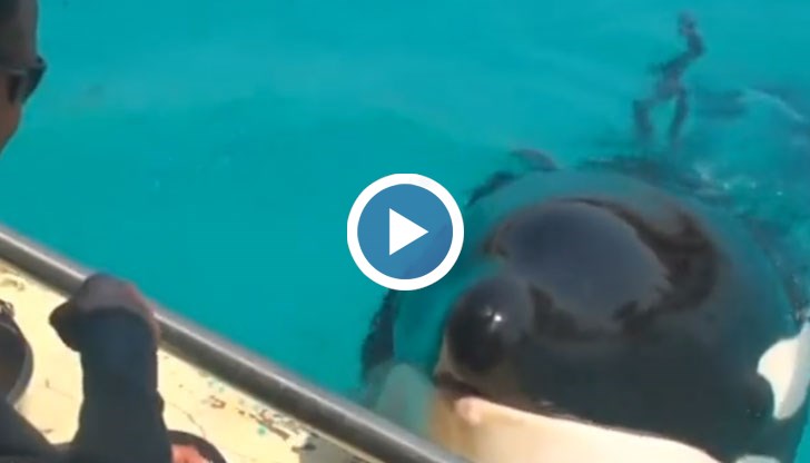 Орката Уики казва "здравей" и "довиждане"