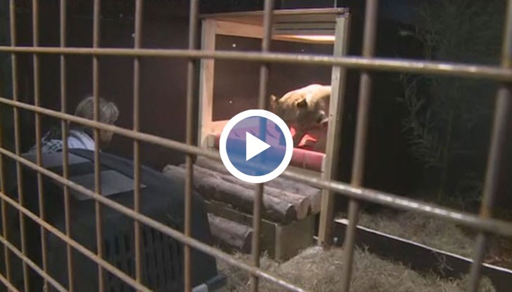 Лъвчетата пристигнаха рано тази сутрин в спасителния център в Холандия