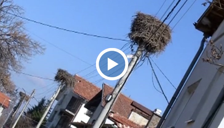 По-вероятно е вятърът да събори стълба, а не гнездото