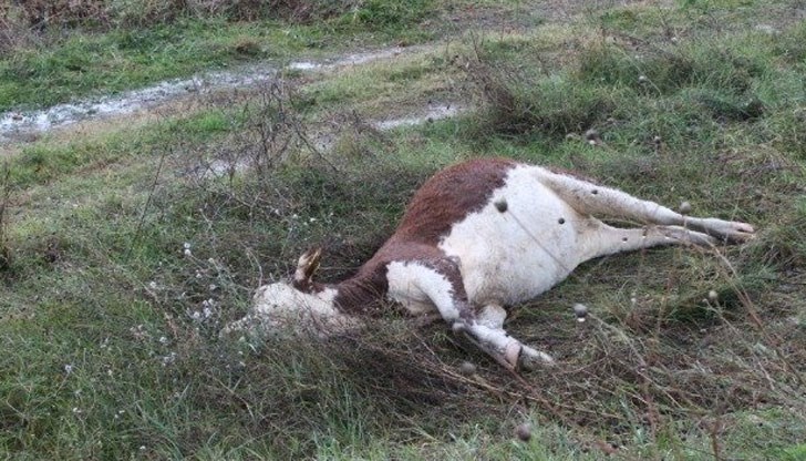 Ветеринарни служители към Българската агенция за безопасност на храните потвърдиха, че крава е умряла от антракс
