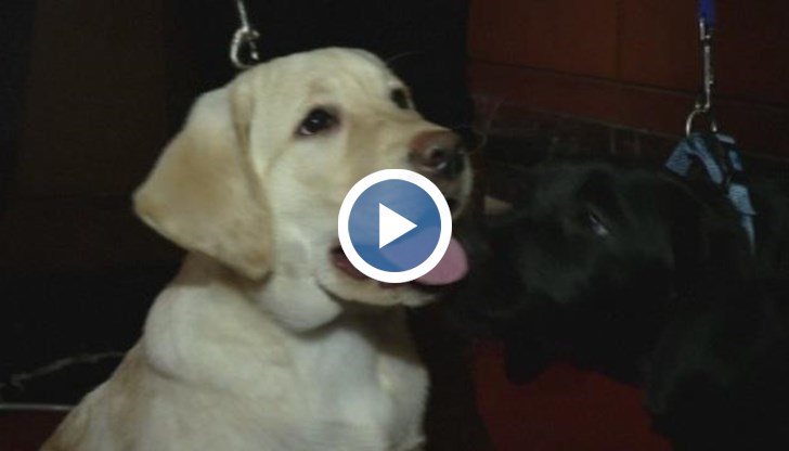 Животните са отнети в полза на държавата през май миналата година