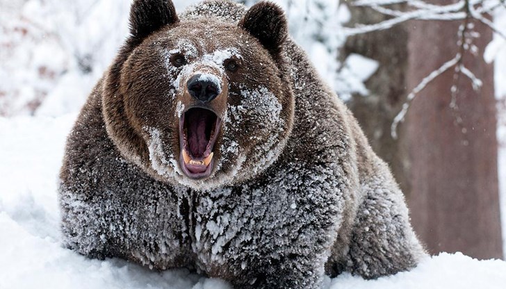 Това е първото нападение от мечка за тази година
