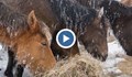 Изоставени коне бедстват в Осоговската планина