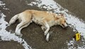 Отровени кучета в Исперих