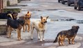 Бездомните кучета в Русе са намалели 5 пъти